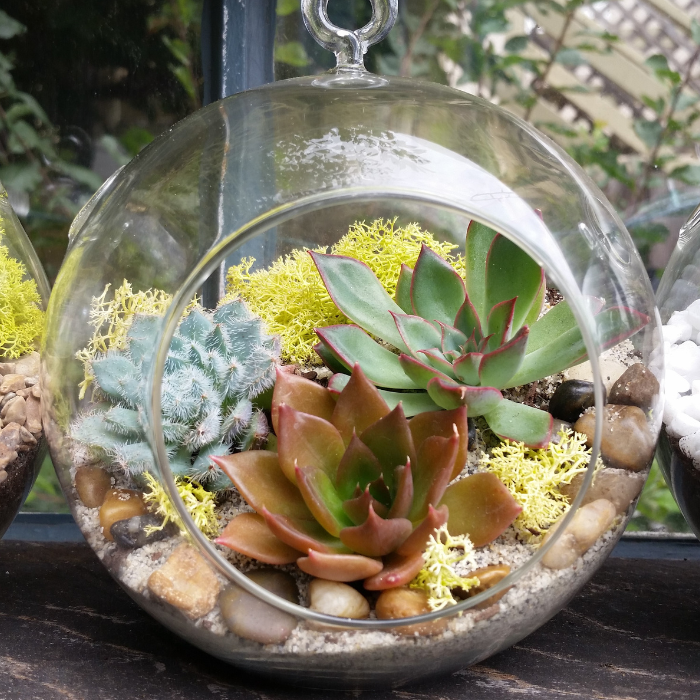 open succulent terrarium Succulent Terrarium – Parker Hill Provisions