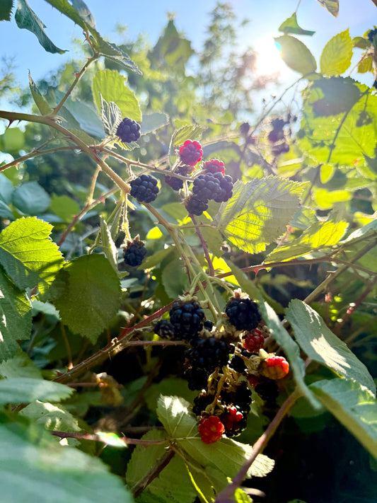 Jam Club this Friday & New Location this Month!