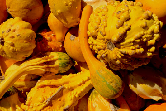 Fall gourds and pumpkins, representing seasonal art workshops at Parker Hill Provisions.