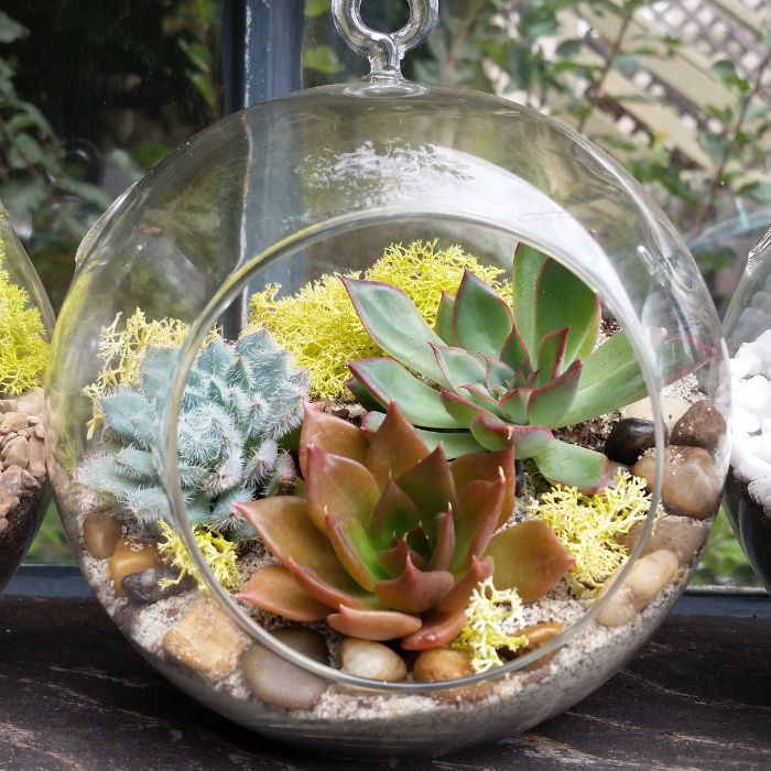 Succulent Glass Terrarium